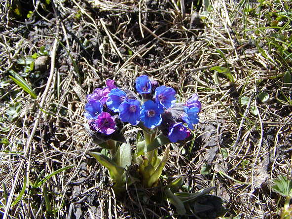  Image name: polmonaria3.jpg 
 width: 592 pixel 
 height: 444 pixel 
 Size: 83476 bytes 
 Click to enlarge 